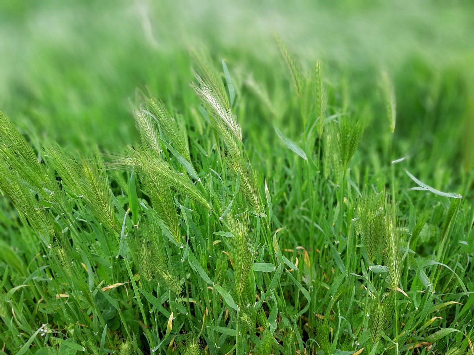 weed-ant - My, Grass, Beginning photographer, Power of nature, Longpost