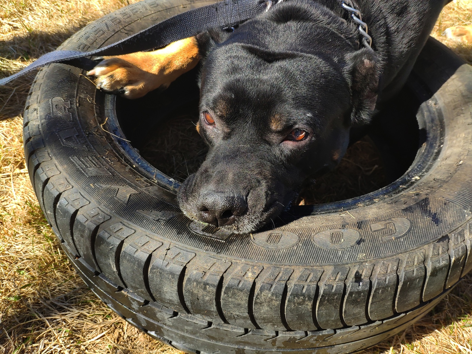 Zeus and Vlad. - My, Story, Text, Longpost, Dog, Childhood, Pitbull