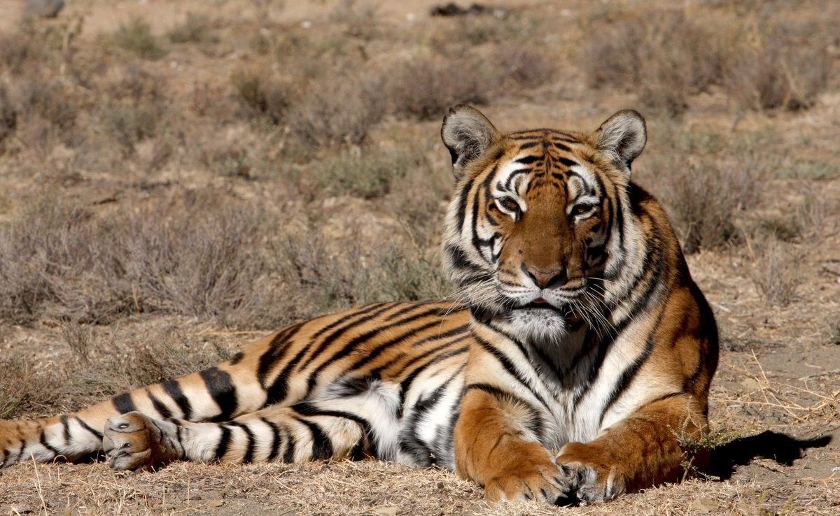 Stay alive - Tiger, Amur tiger, Longpost