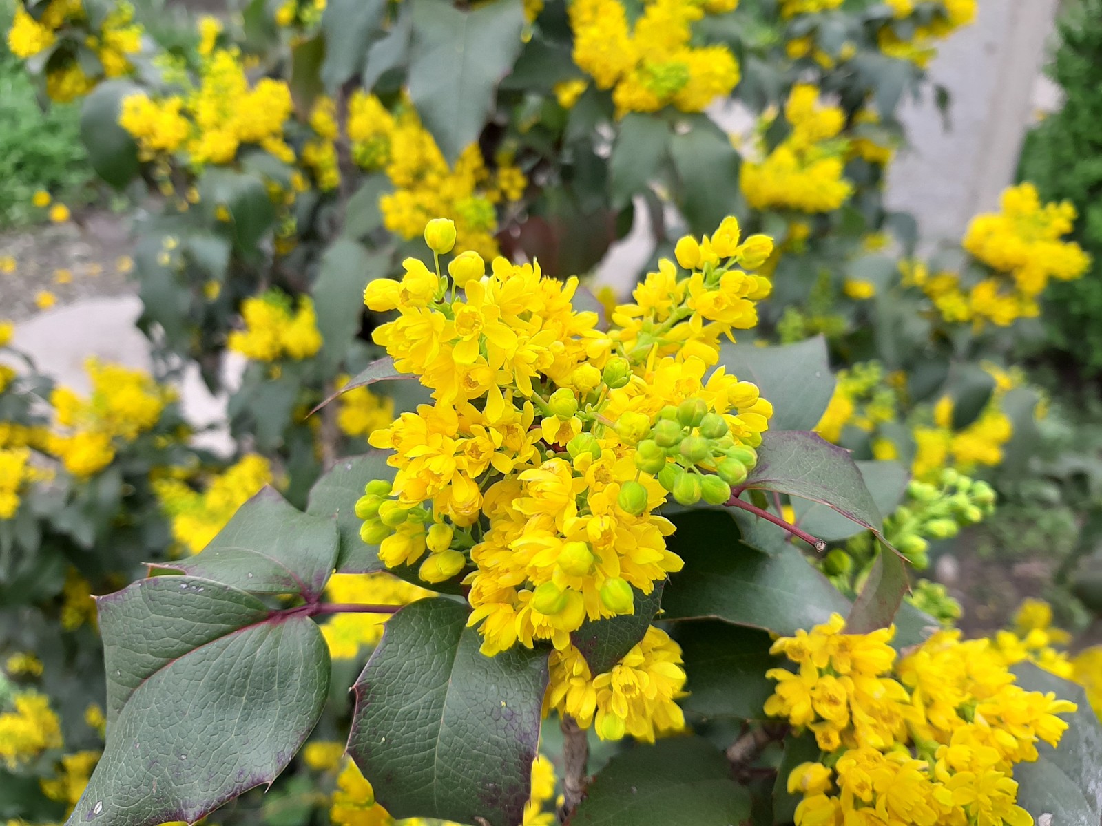 Mahonia holly - My, Bloom, Bushes, Longpost