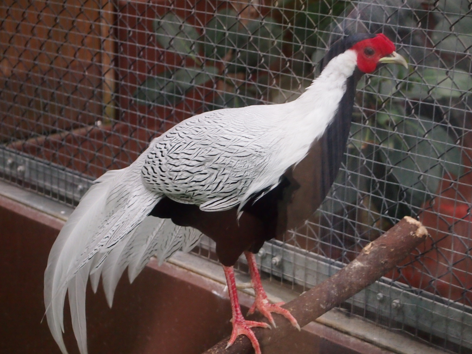 Izumo. - My, Japan, Traveling in Asia, Birds, Longpost, Travels