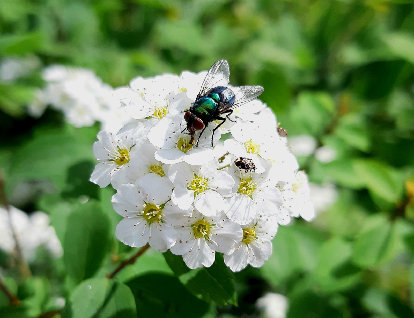 Bugs - My, Insect, Insects, Macro photography, Longpost