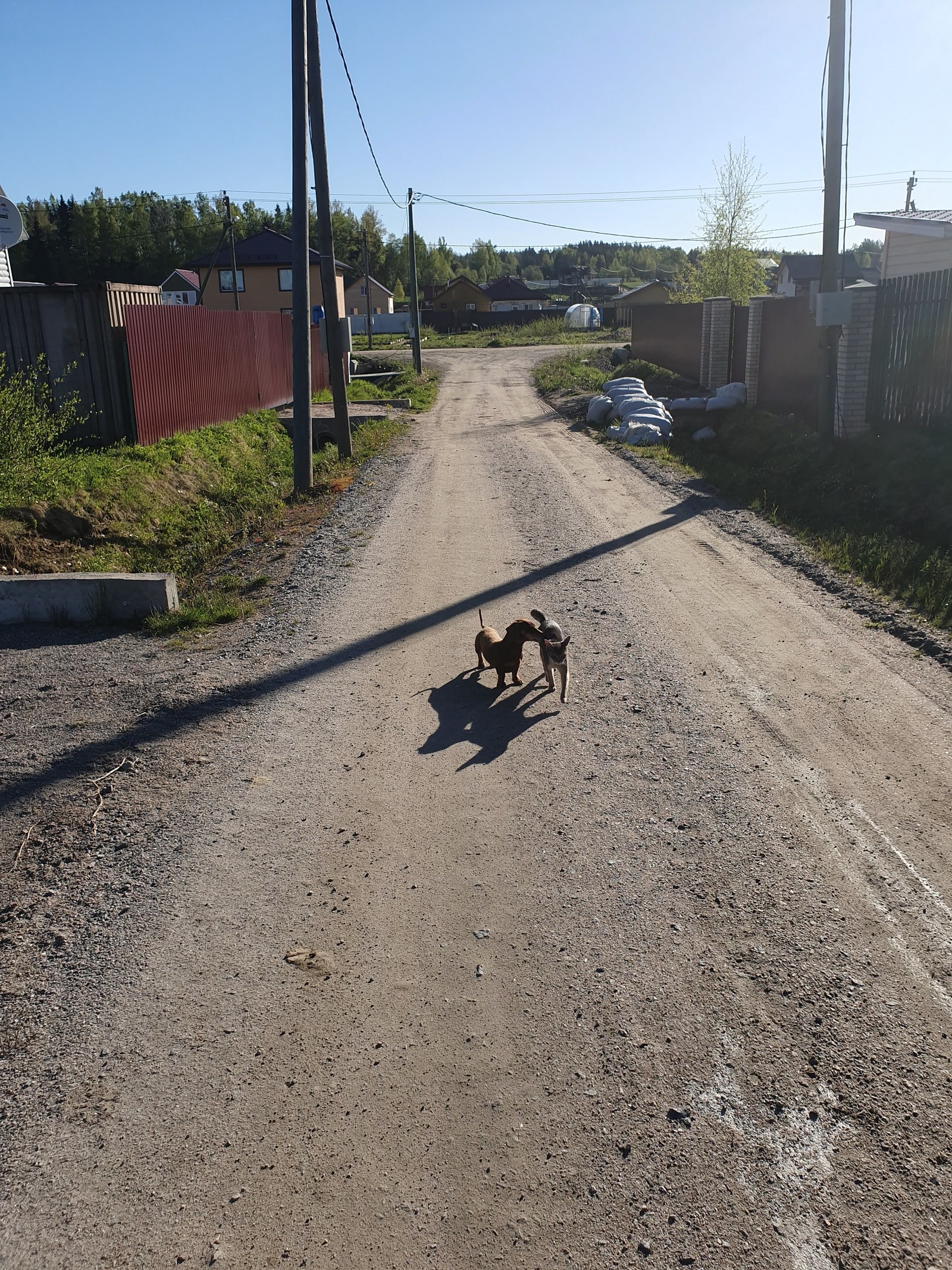 Vesta on the hunt - My, Abyssinian cat, cat, , Samsung Galaxy S10, Hunting, blue, Longpost