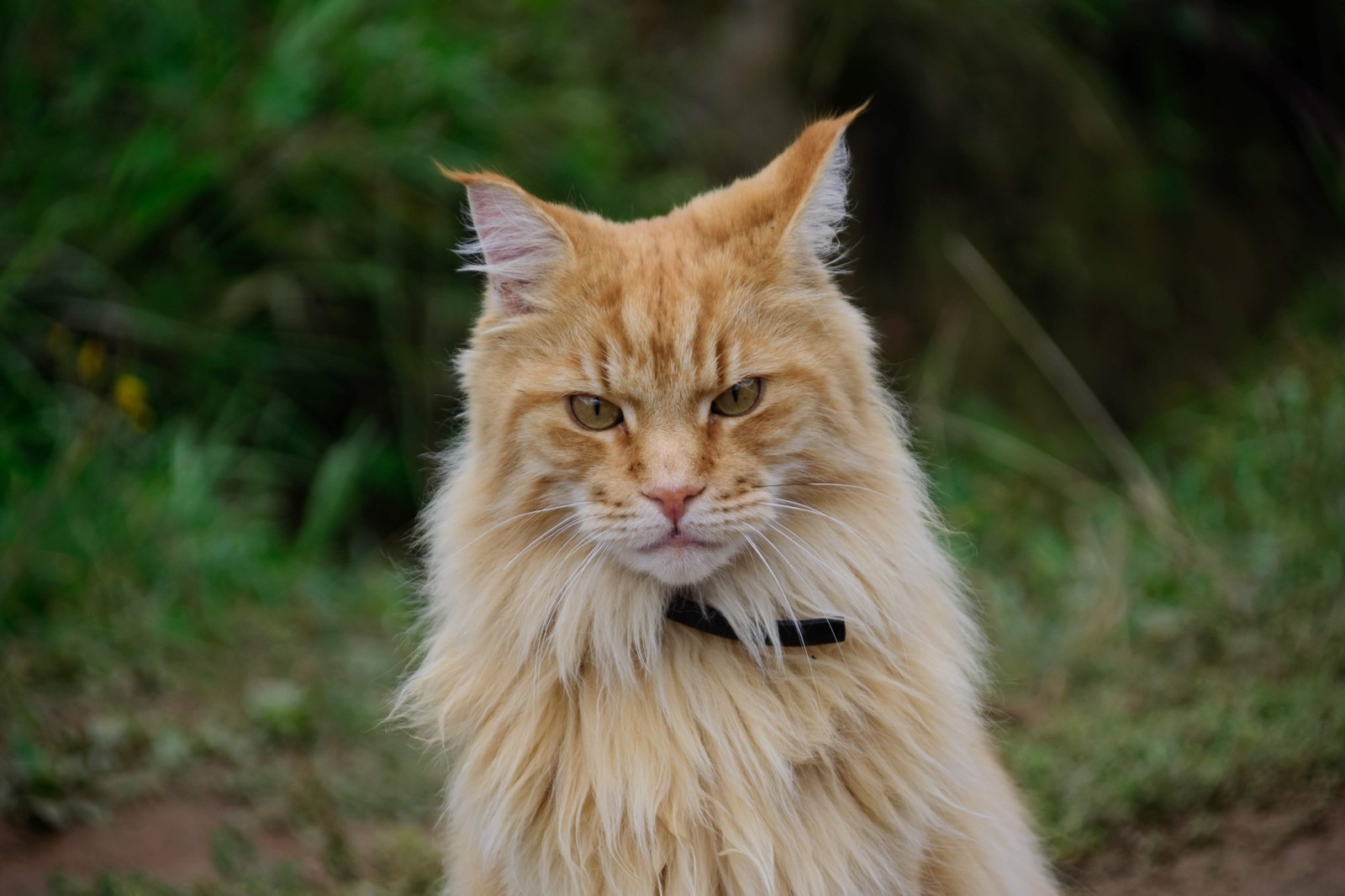 MiniTiger - My, cat, Maine Coon, Catomafia, Longpost