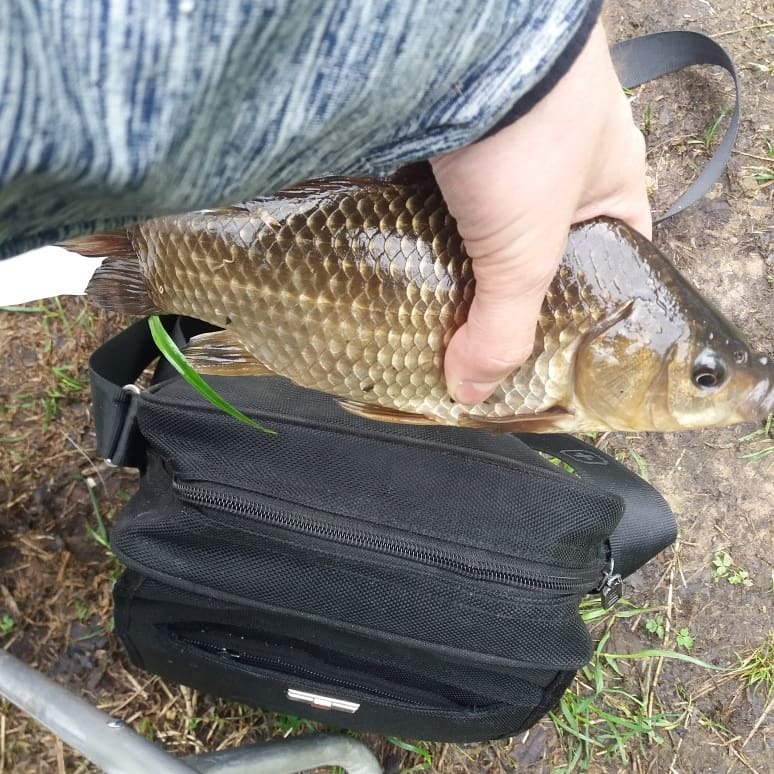 Morning catch 18.05 - My, Carp, Catch, Zorka, Longpost