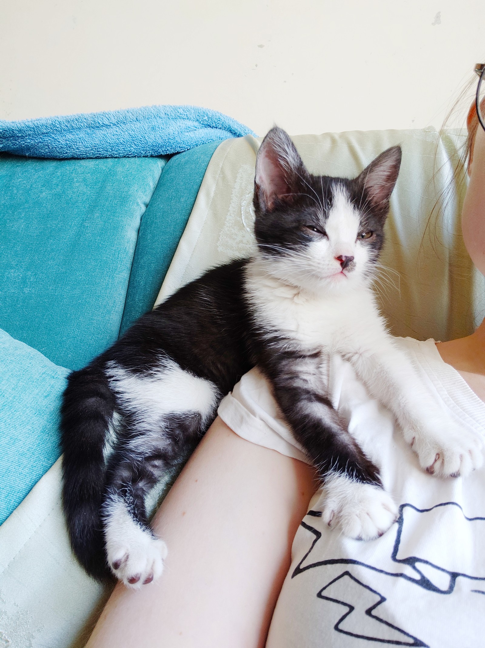 Omsk. Kitten girl looking for a home [found] - My, In good hands, No rating, Kittens, cat, Omsk, Animals, Pets, Longpost