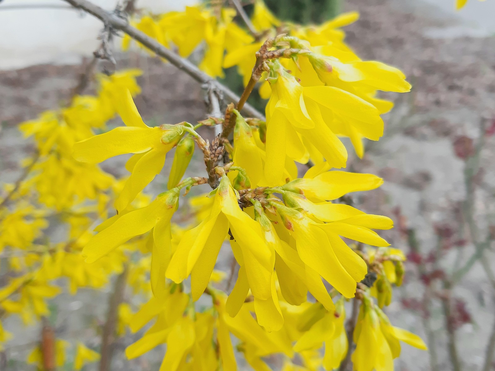 Meet Forsythia. - My, Spring, Bloom, Bushes, Longpost