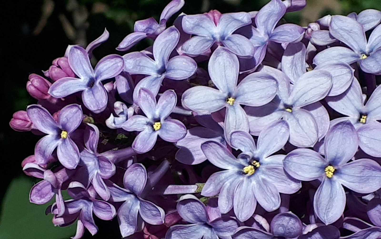 Lilac - My, Lilac, , Longpost