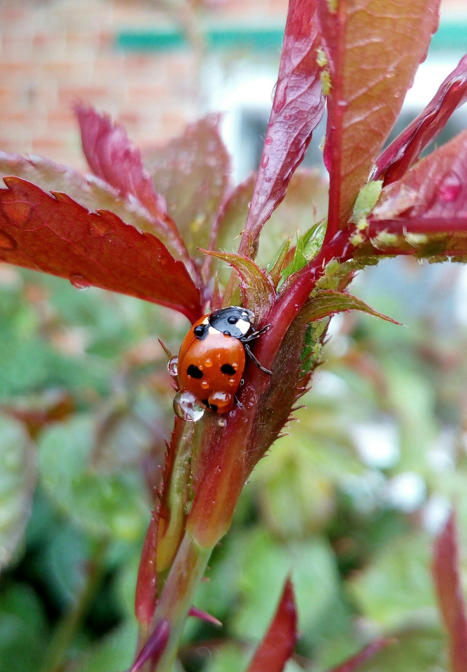 After the rain - My, The photo, Nature, ladybug, Rain