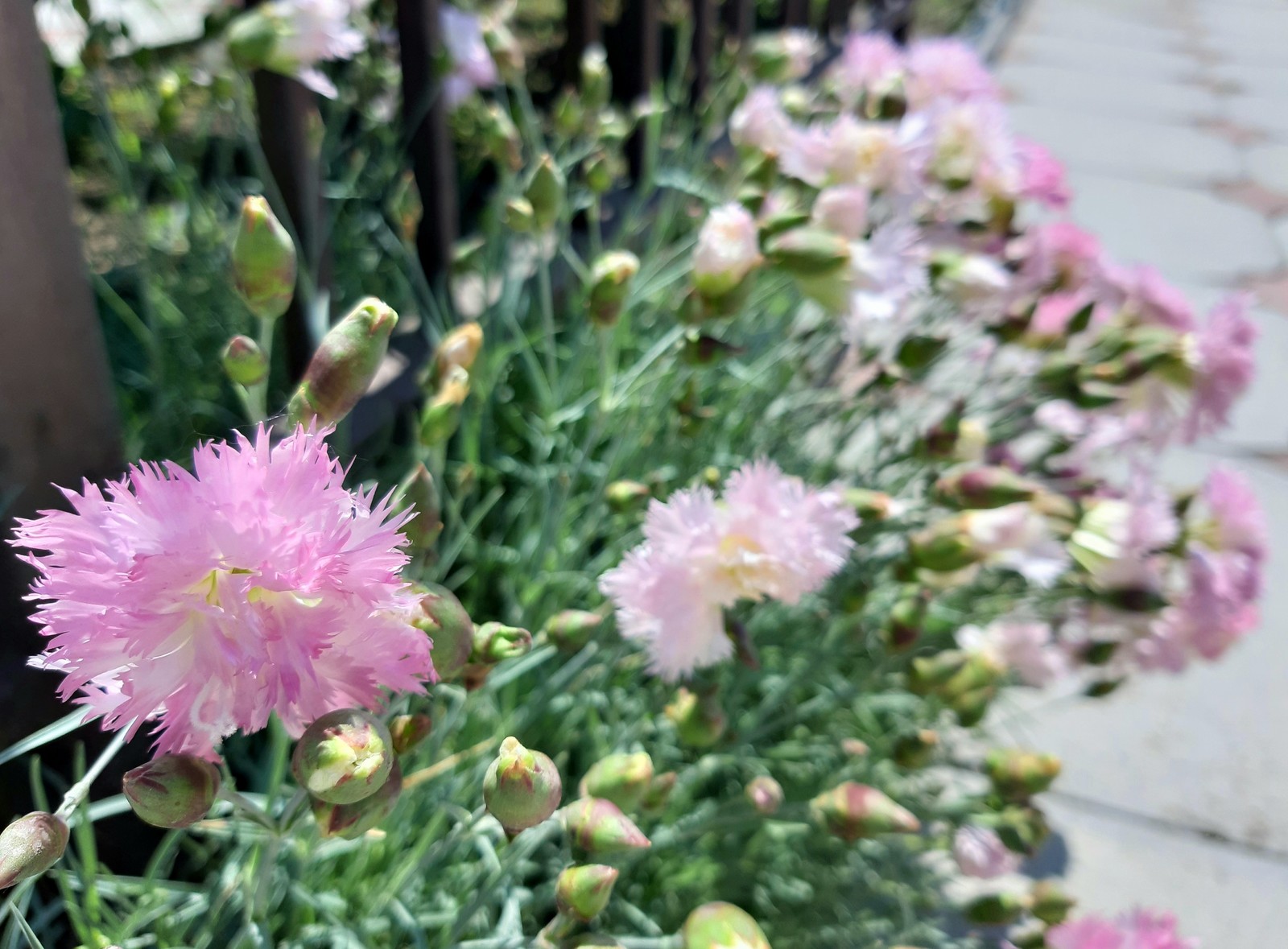 pink feathers - My, Carnation, Bloom, Spring, Longpost