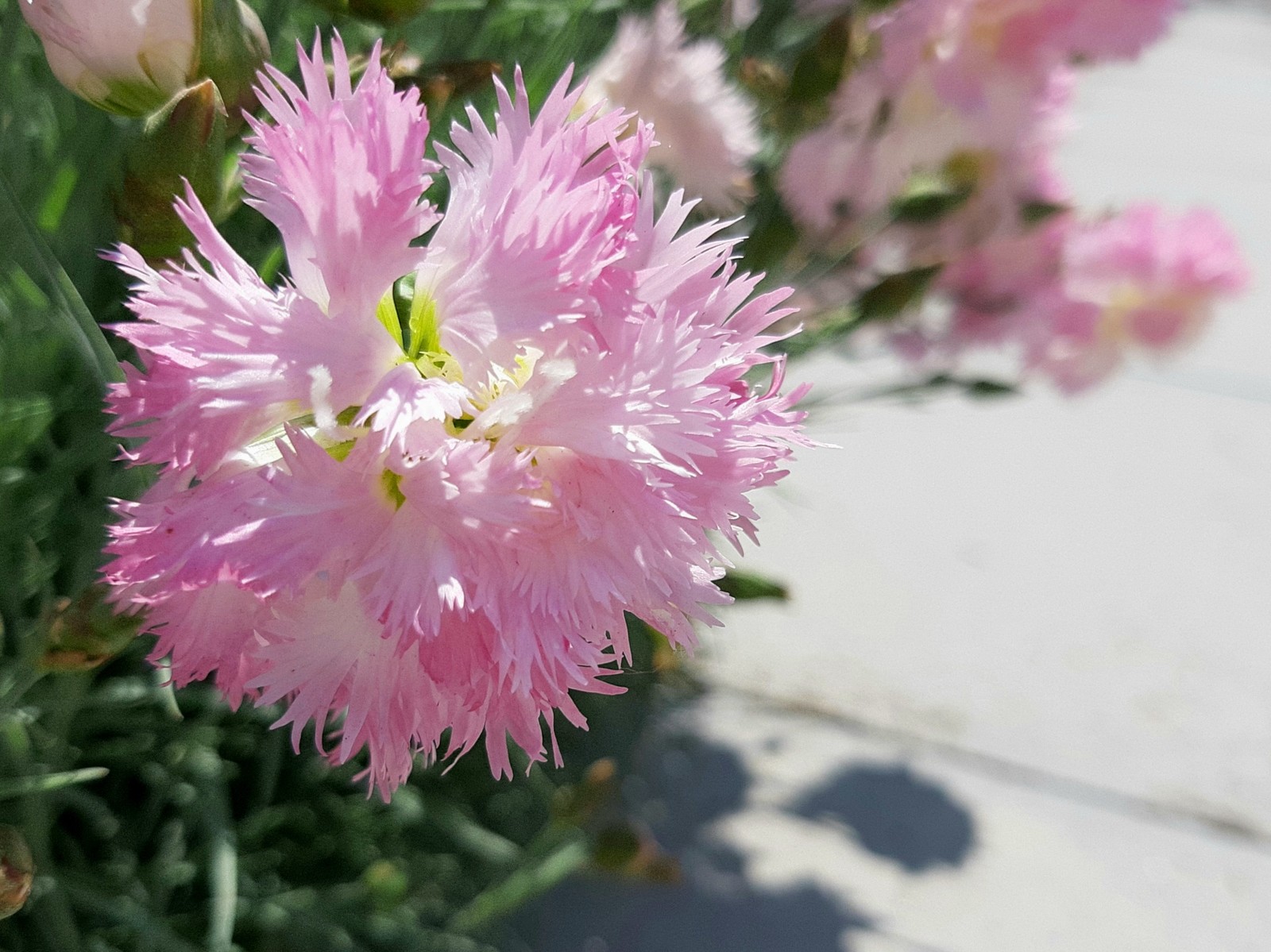 pink feathers - My, Carnation, Bloom, Spring, Longpost