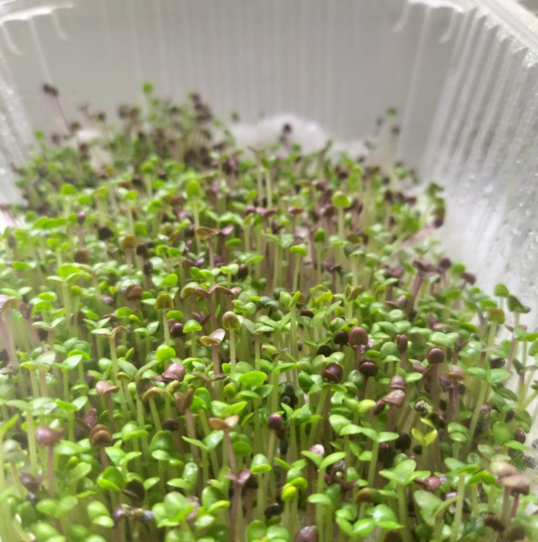 Microgreens (Microgreen) - My, Microgreens, Salad, Vegetable garden on the windowsill, Longpost