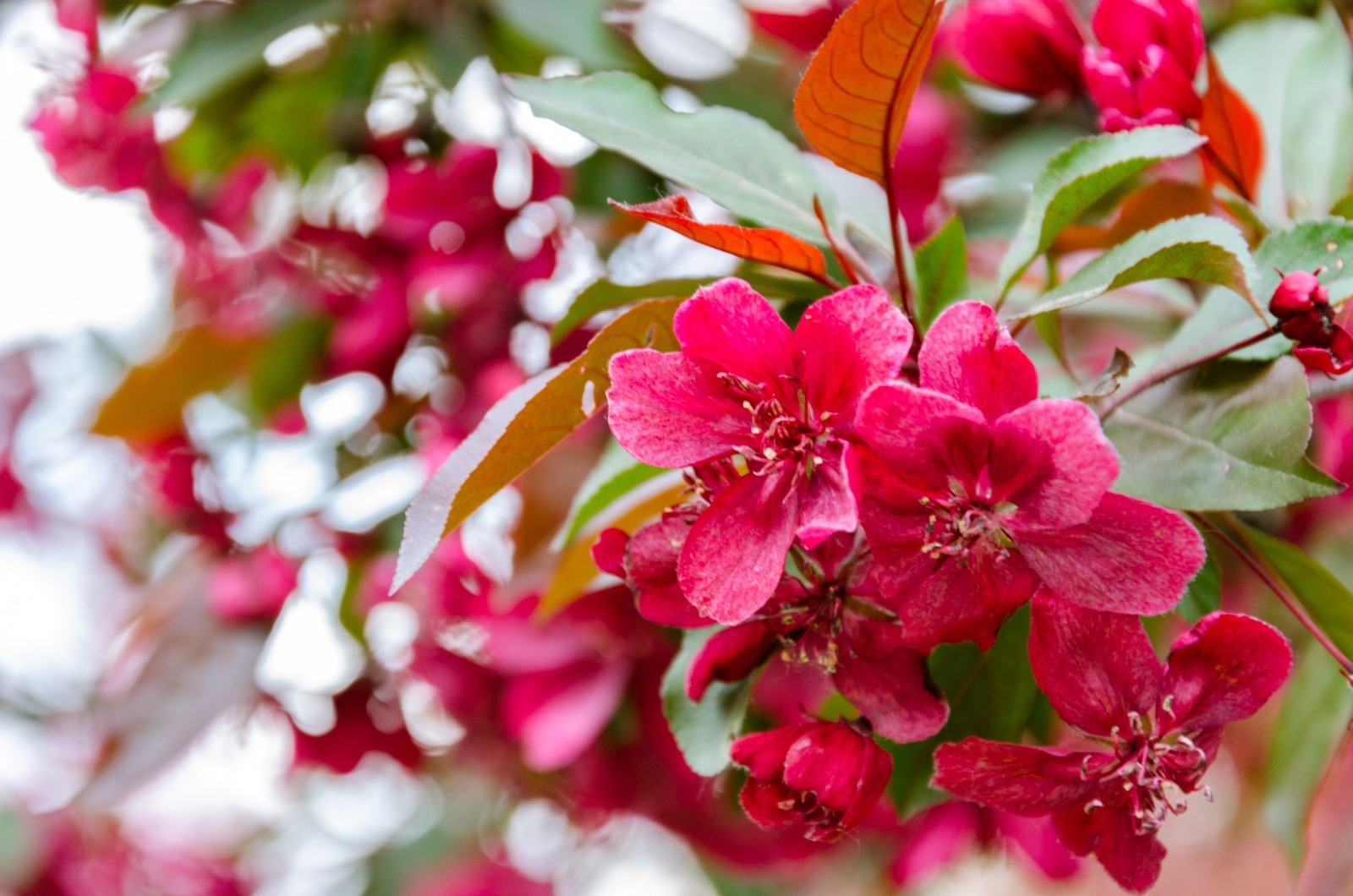 Spring - My, Spring, Landscape, Nature, Apple tree, Bloom, Longpost