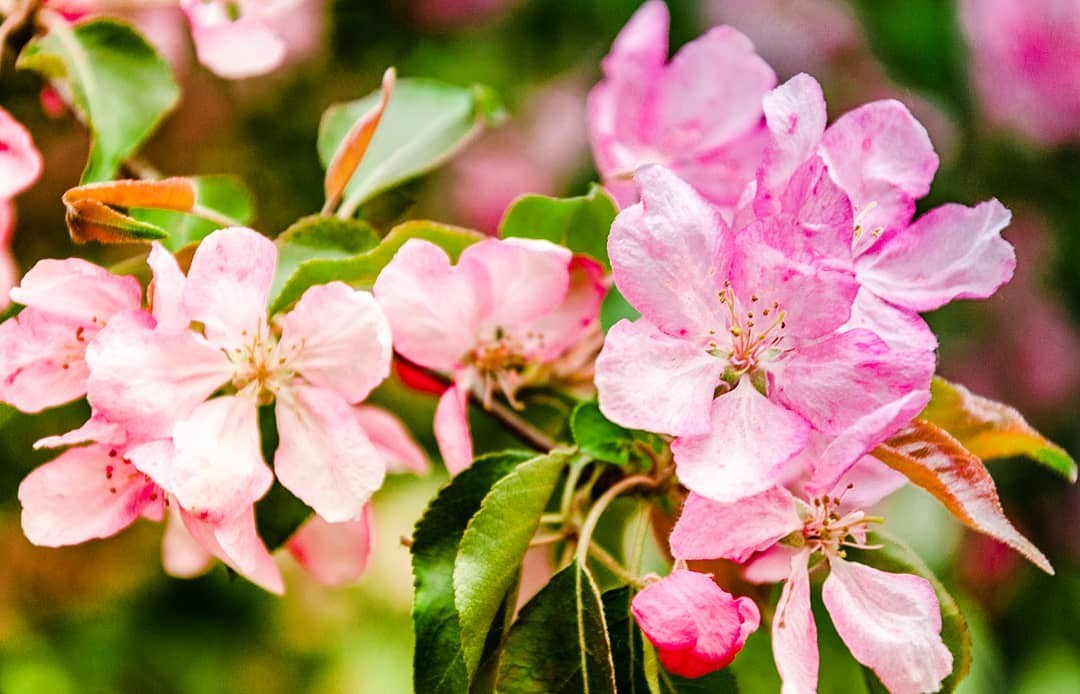 Spring - My, Spring, Landscape, Nature, Apple tree, Bloom, Longpost