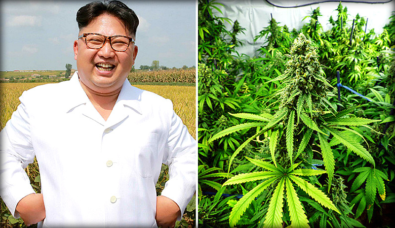 Северная корея и марихуана семена конопли купить недорого