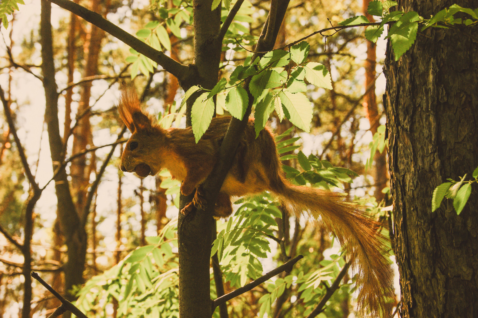 Friendly squirrel - My, Squirrel, Forest, The photo, Animals