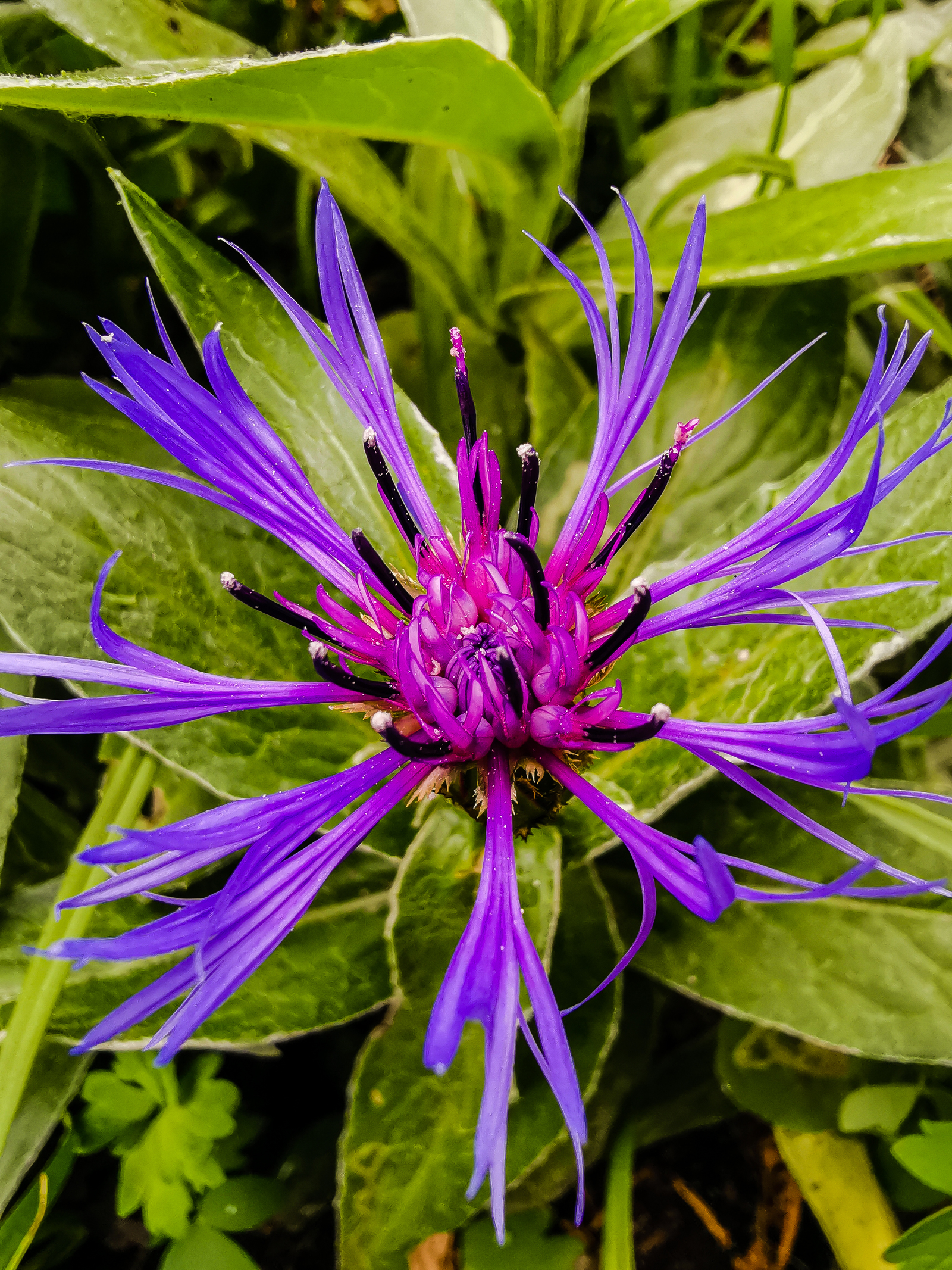 Macro - My, Macro, Flowers, Huawei mate 20, Longpost, Mobile photography, The photo, Macro photography