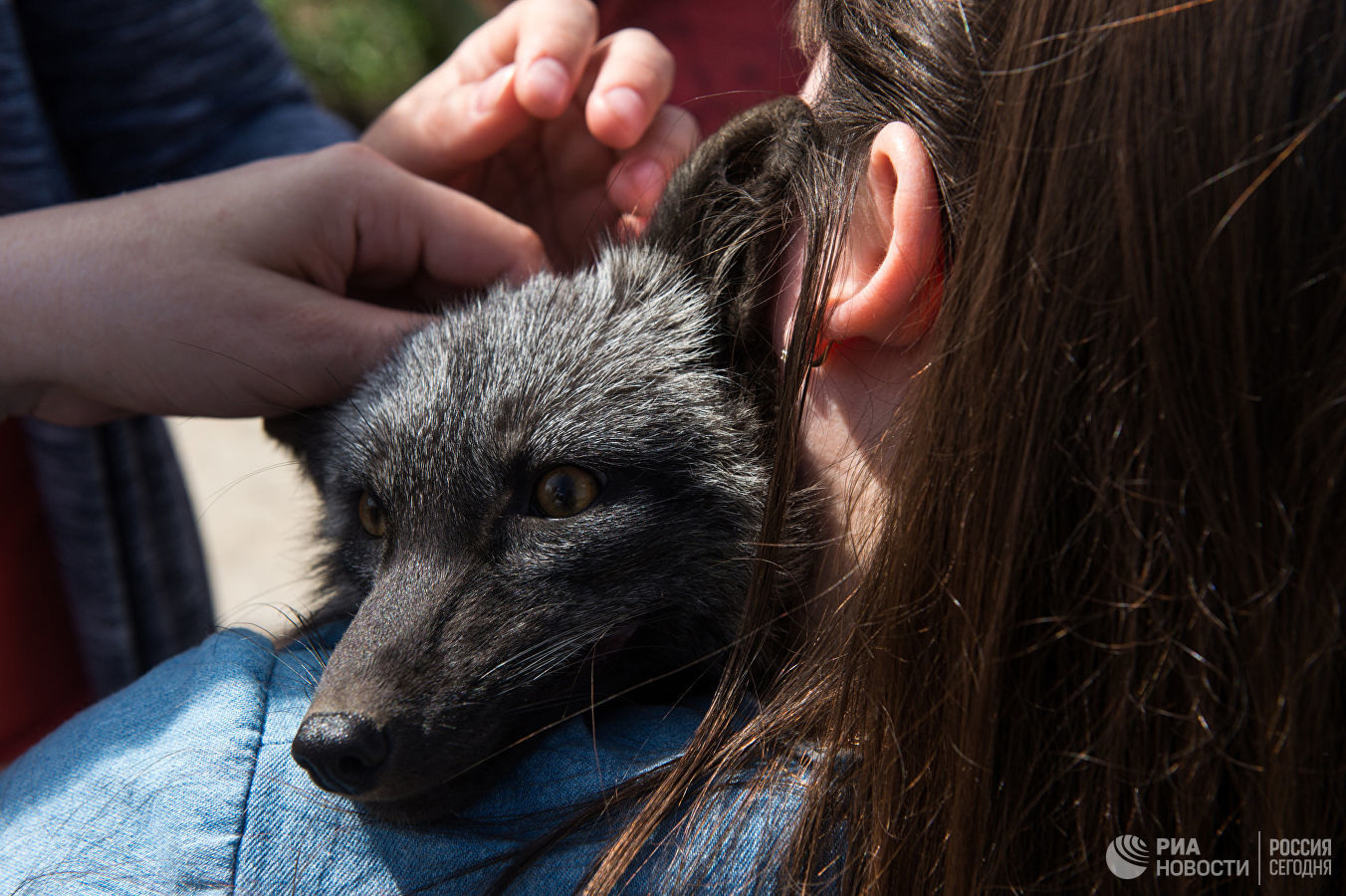 Search for domestication genes. - Fox, Genetics, Biology, , Domestication, Longpost, Domestic fox