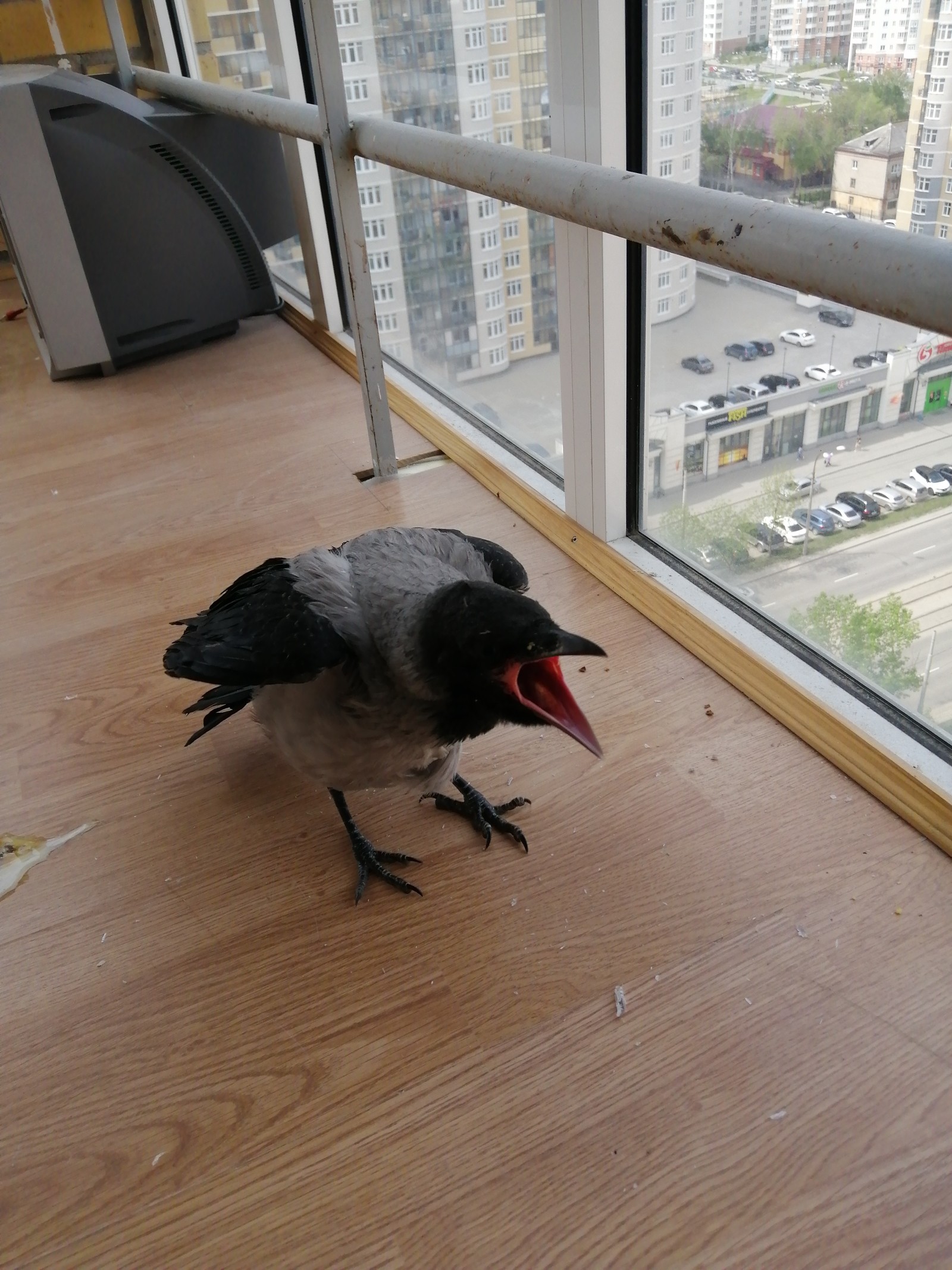 How to help the crow? - My, Help, Yekaterinburg, Crow, Longpost, No rating, Helping animals