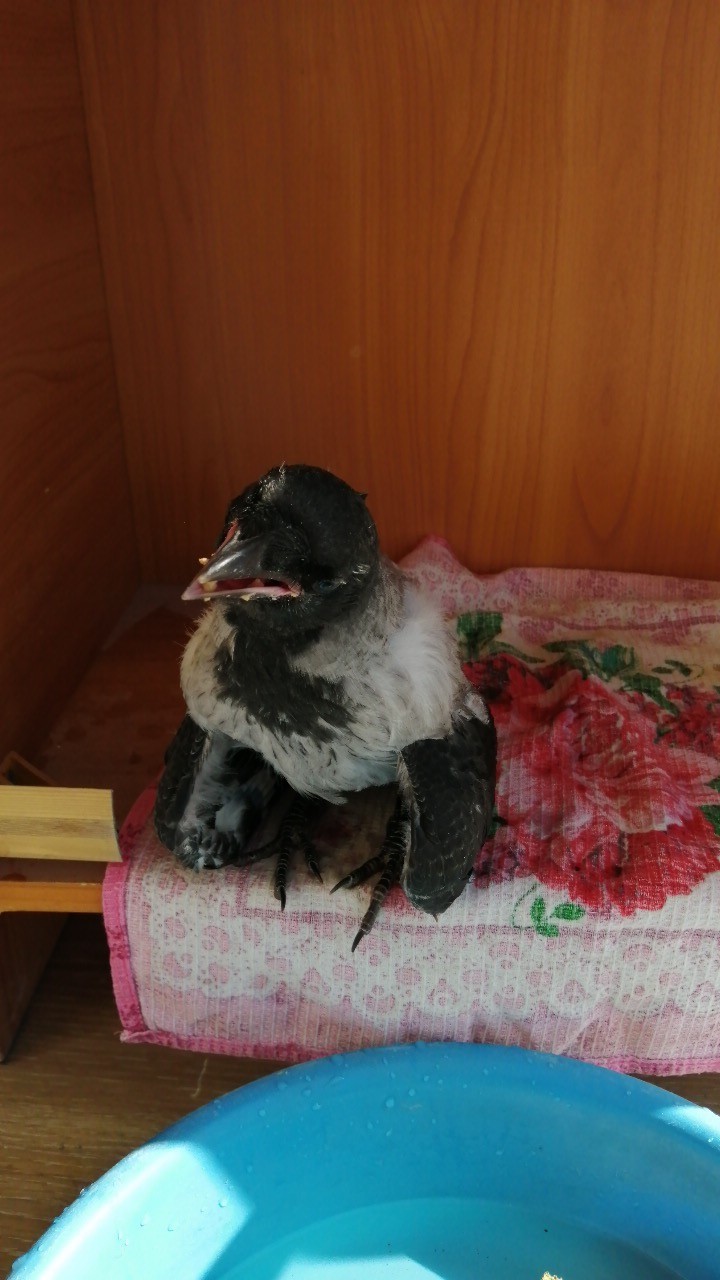 How to help the crow? - My, Help, Yekaterinburg, Crow, Longpost, No rating, Helping animals