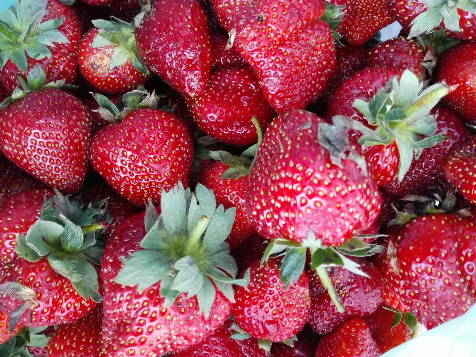 The strawberry tag is a must! - My, Krasnodar, Strawberry, Market, Longpost, Strawberry (plant)