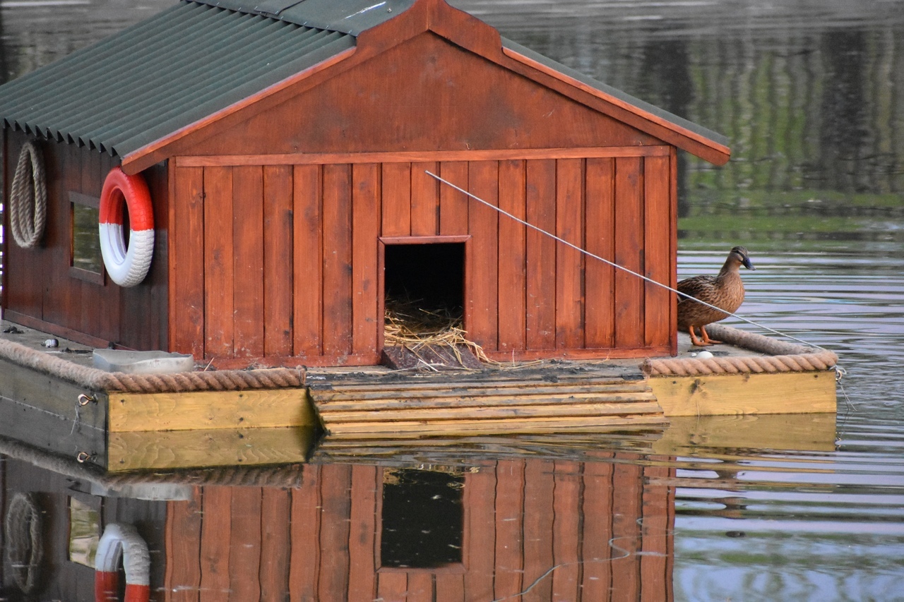 The townsman revived the pond - My, The park, Town, Pond, Duck, Longpost