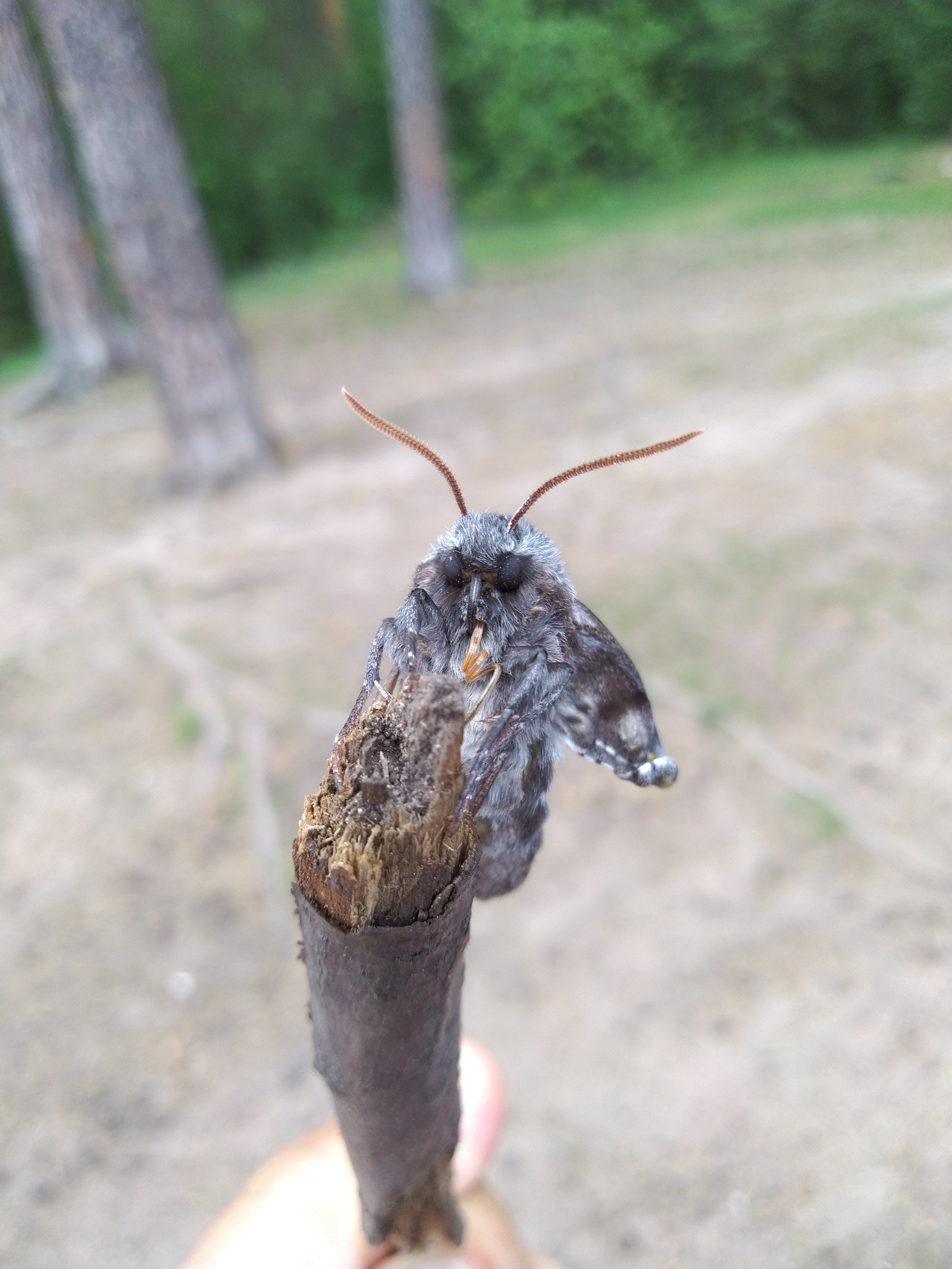 Help me find out who this is? - My, Animals, Insects, Biology, Walk, Interesting, Entomology, Longpost