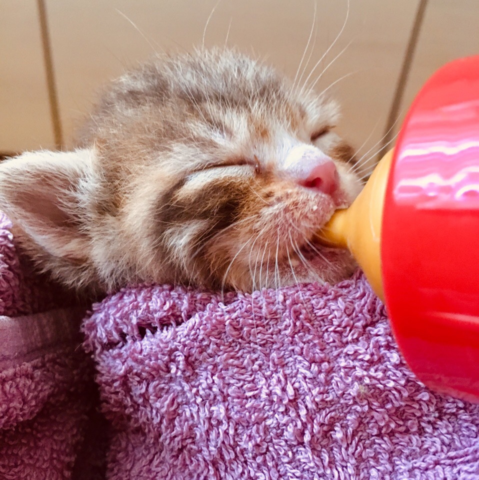 Первая помощь новорожденному котенку или кормящей кошке