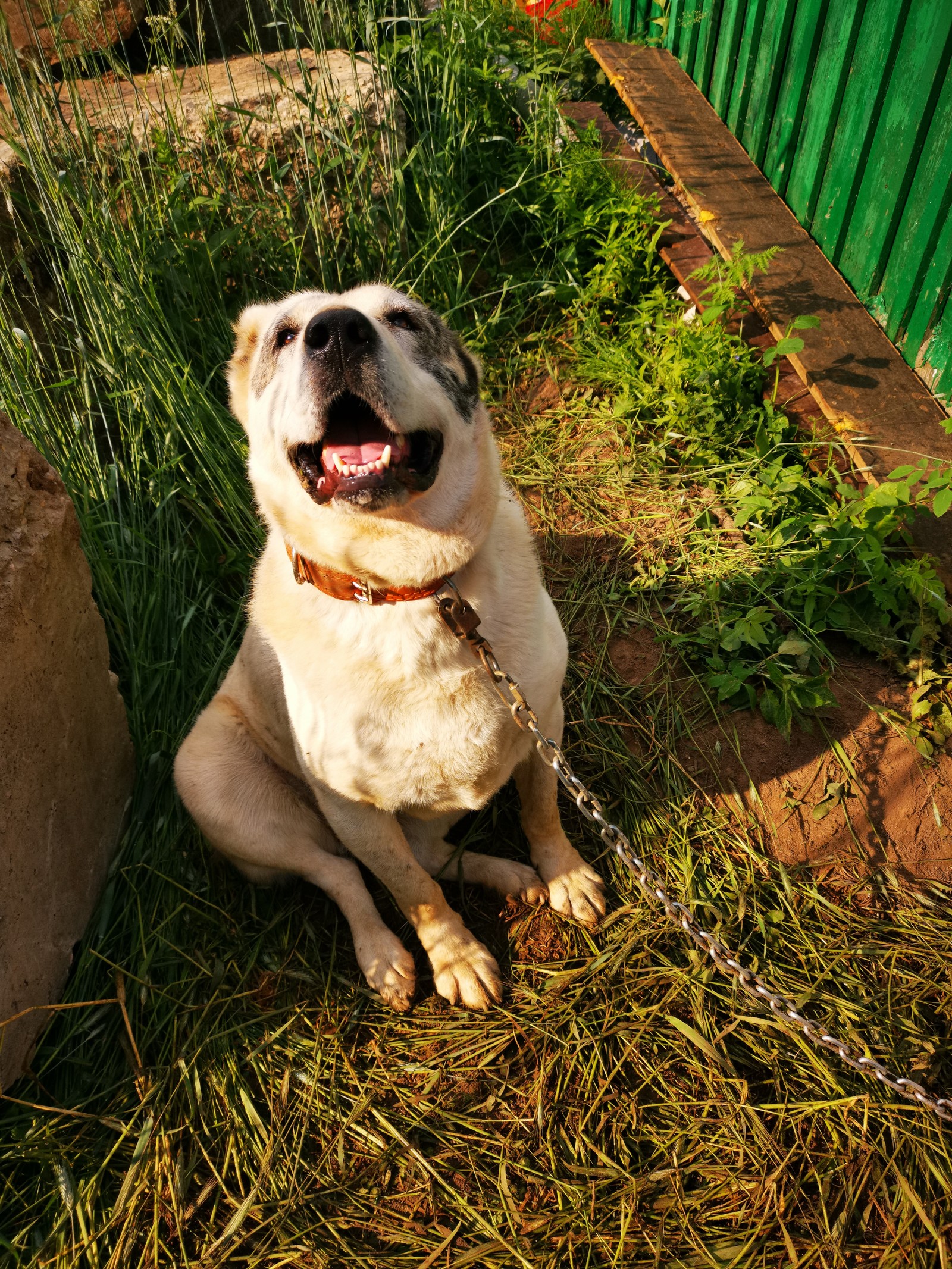 Smiling dog! - My, Dog, Milota, Longpost