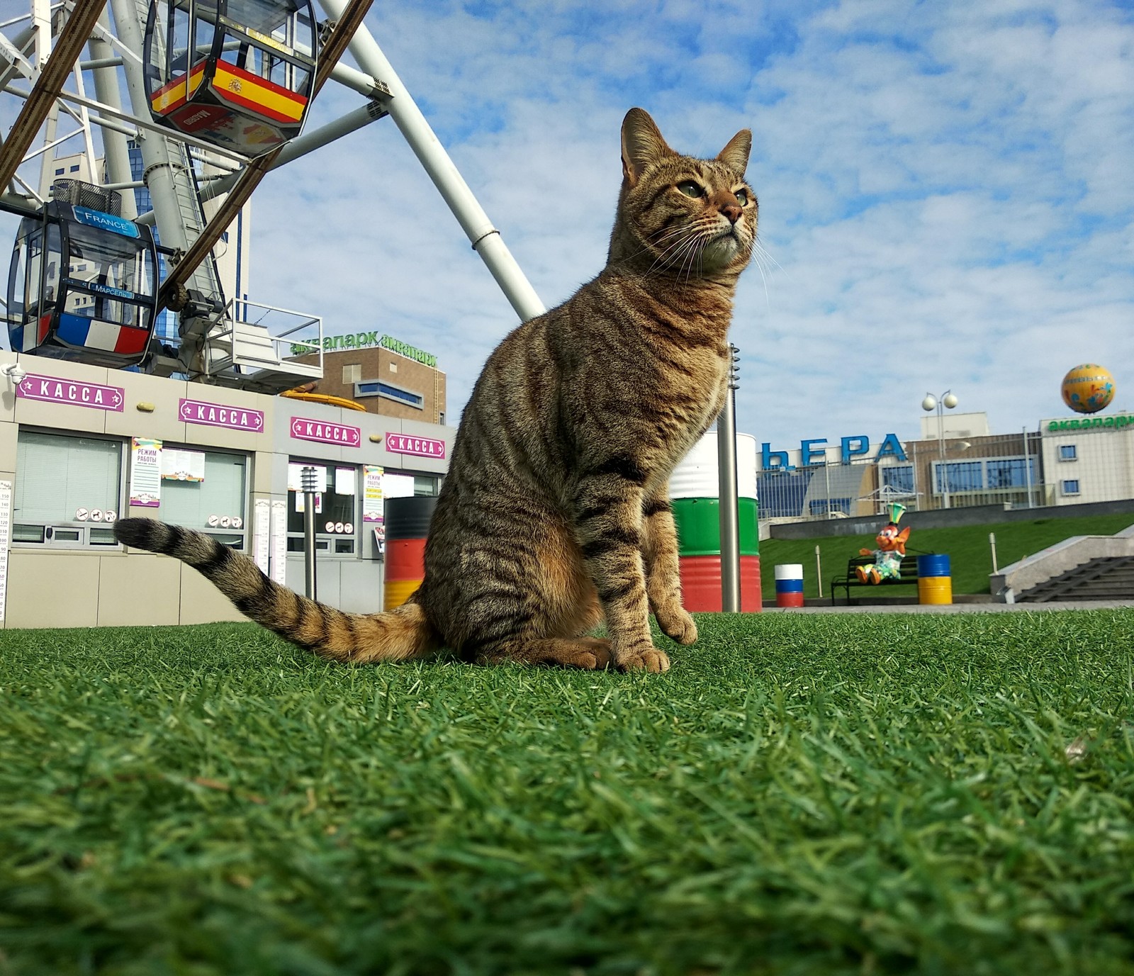 A street cat named...? - My, cat, Striped, Ferris wheel, Longpost