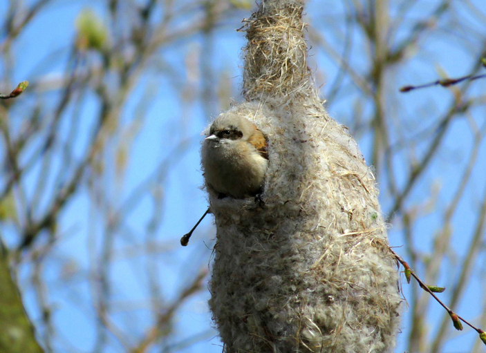 Remez-builder. - Ornithology, Birds, Remez, Elementy ru, Video, Longpost