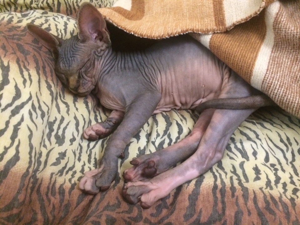 My sweet peach - Canadian Sphynx Marcus) - My, Canadian sphinx, cat, Longpost