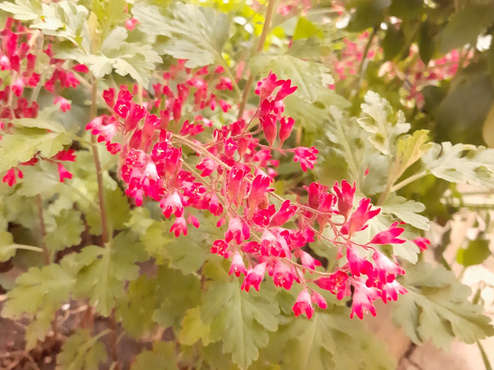 Heichela blood red - My, Flowers, Brightness, Bloom, Longpost