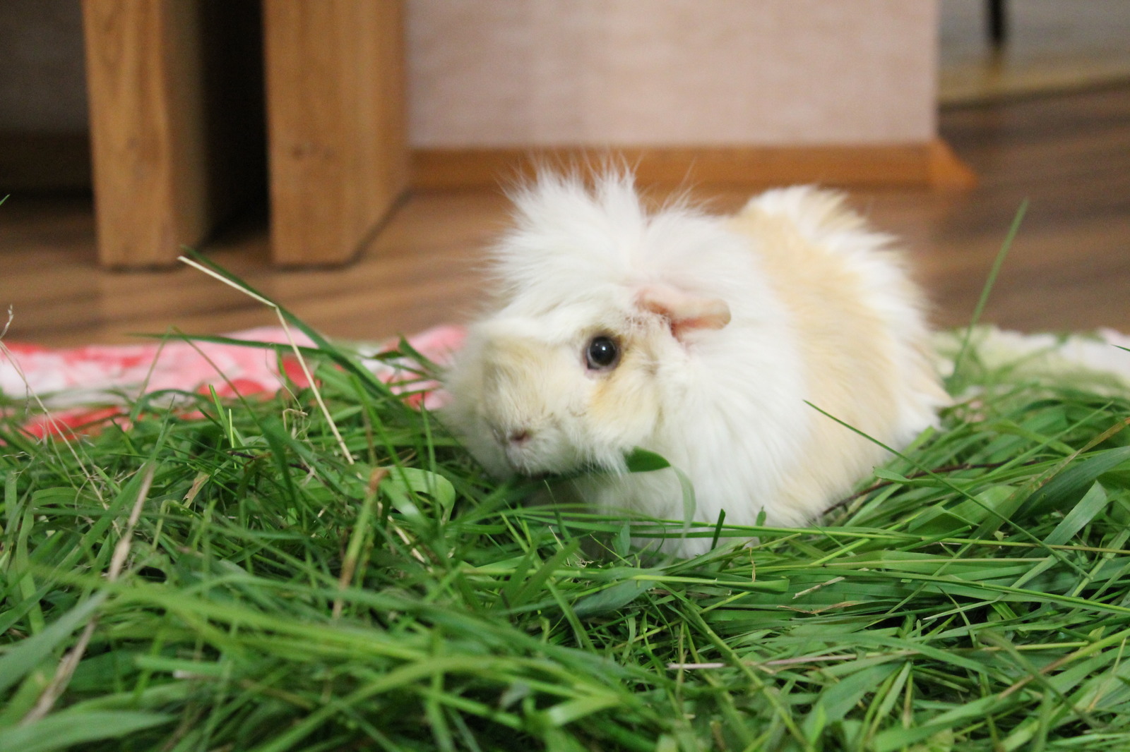 Pigs in the hay. - My, Guinea pig, Pet, Pets