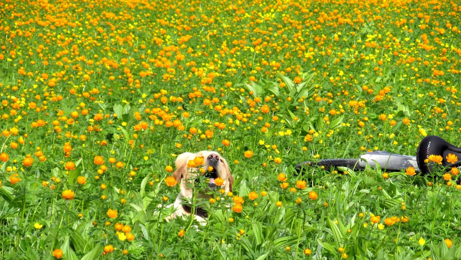 Today is World Cyclist Day. - My, A bike, Cyclist, Reminder, Breaking, Longpost