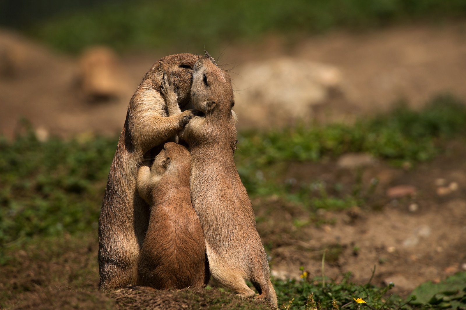 Family reunification - Marmot, Family, Animals, Milota, Wild animals, The photo, Prairie dogs