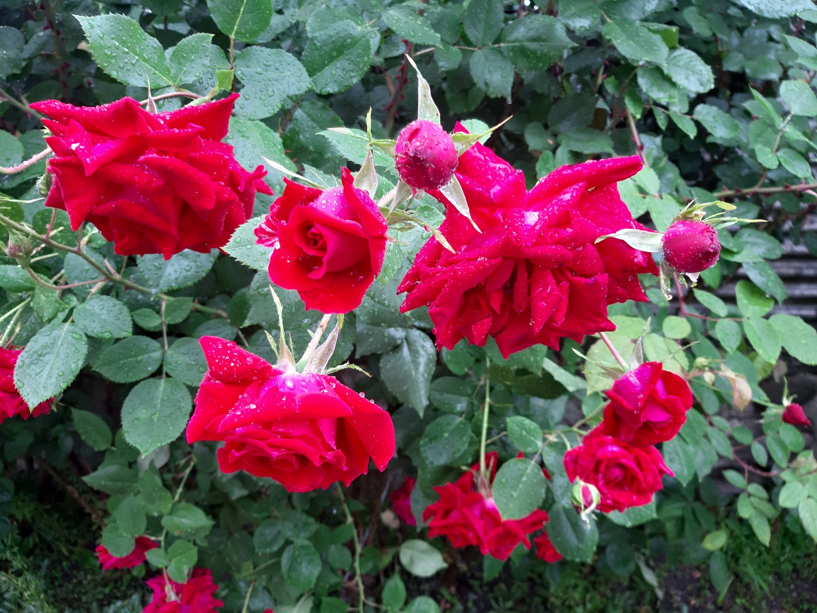 Roses after the rain - My, the Rose, Drops, The photo, Longpost