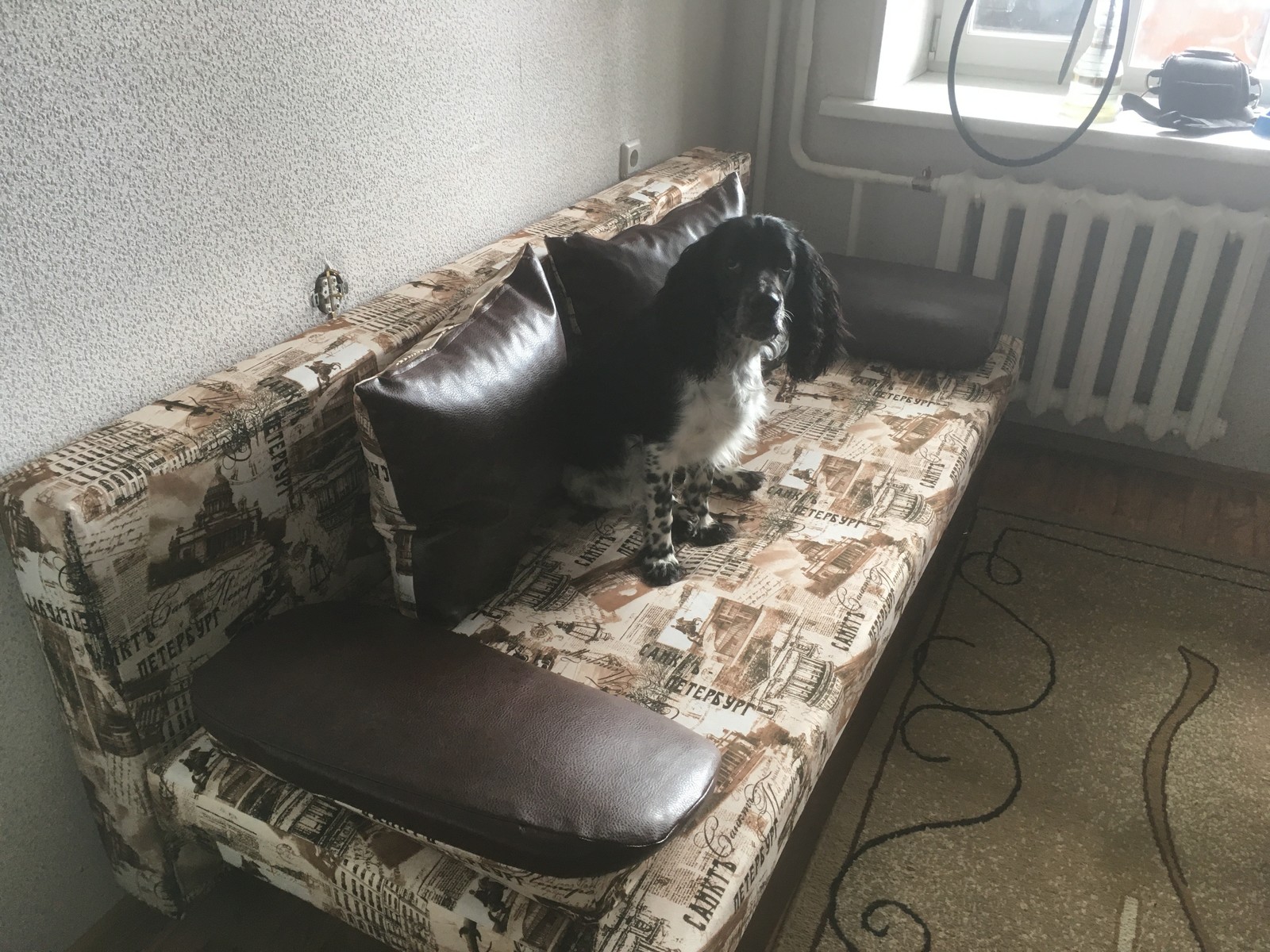 Second year with a Russian Spaniel. Soma is the most faithful friend. - My, Spaniel, Dog, Longpost