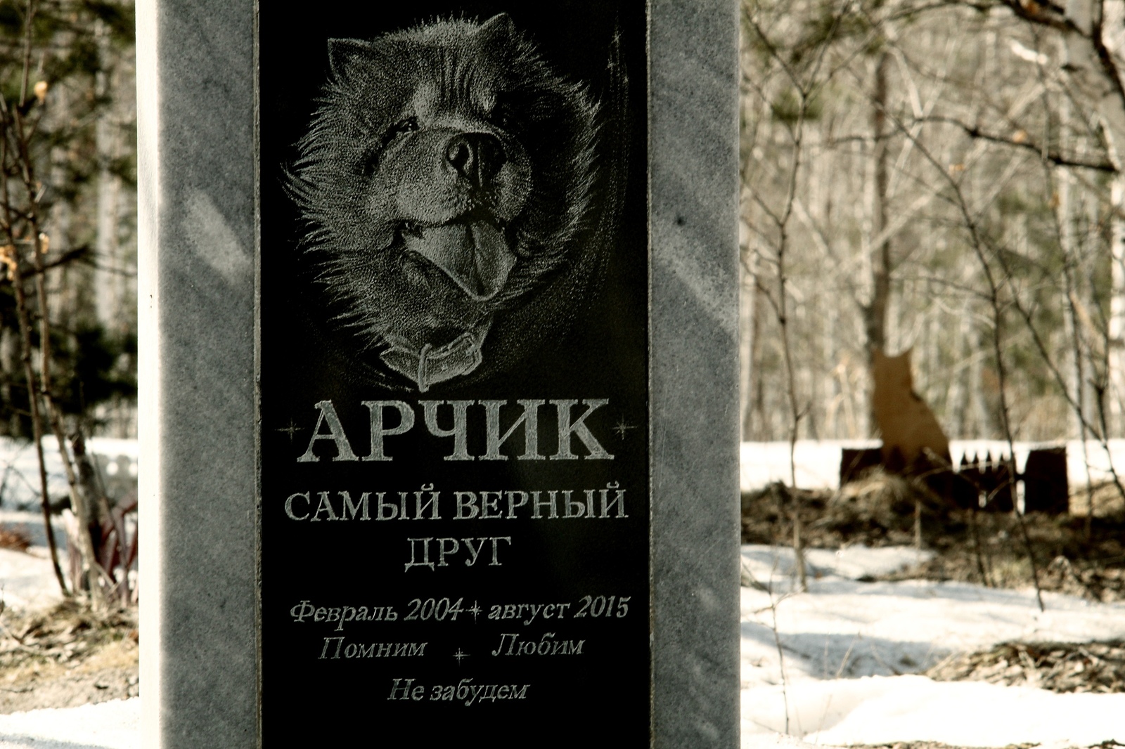 Cats are the gangsters of the animal world, living outside the law and dying the same way - My, Pet cemetery, Longpost, The photo, Chelyabinsk, Society, Stephen King Pet Sematary