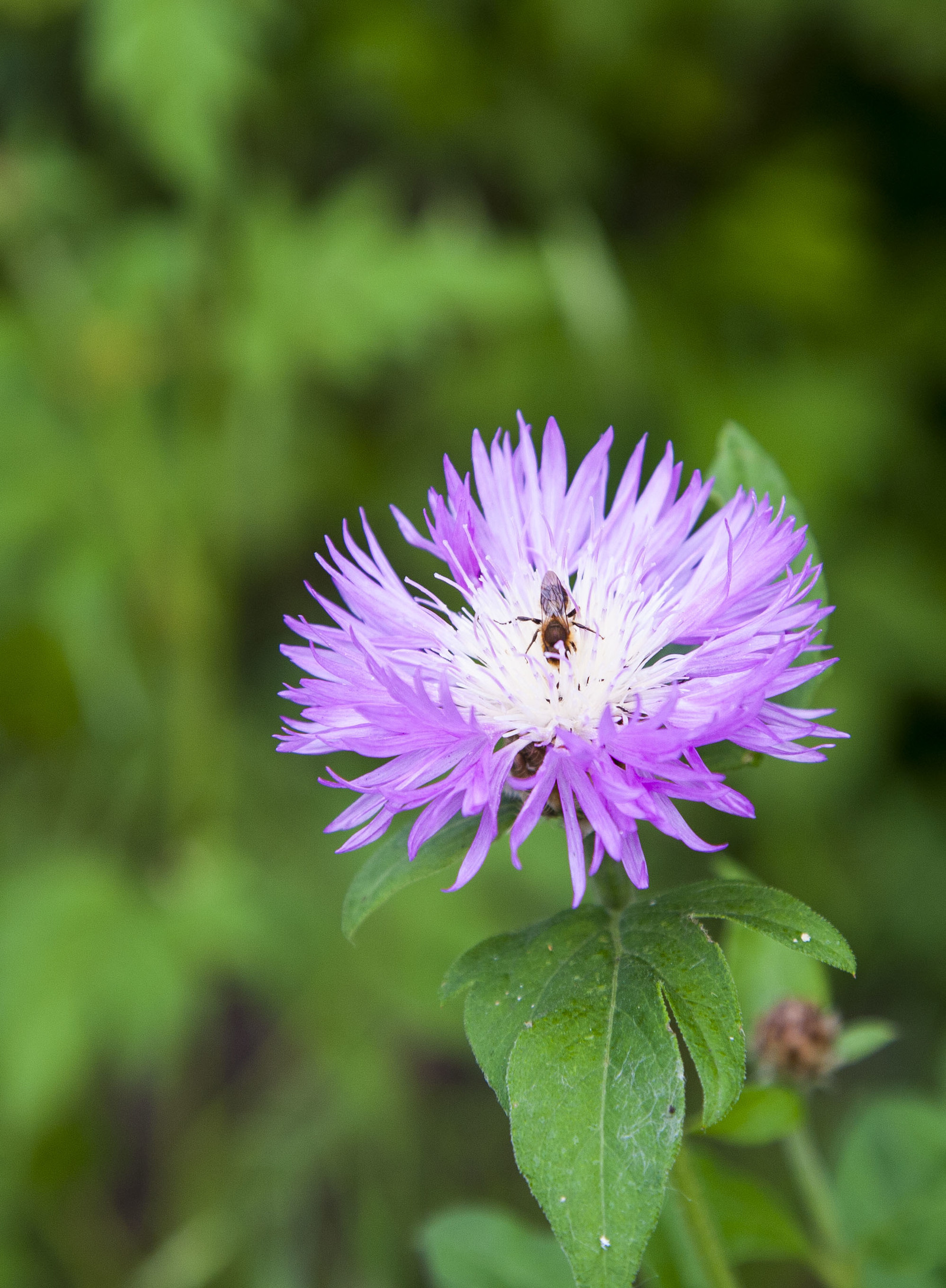 I dabble in macro photography. - My, The photo, Macro, Longpost, Macro photography