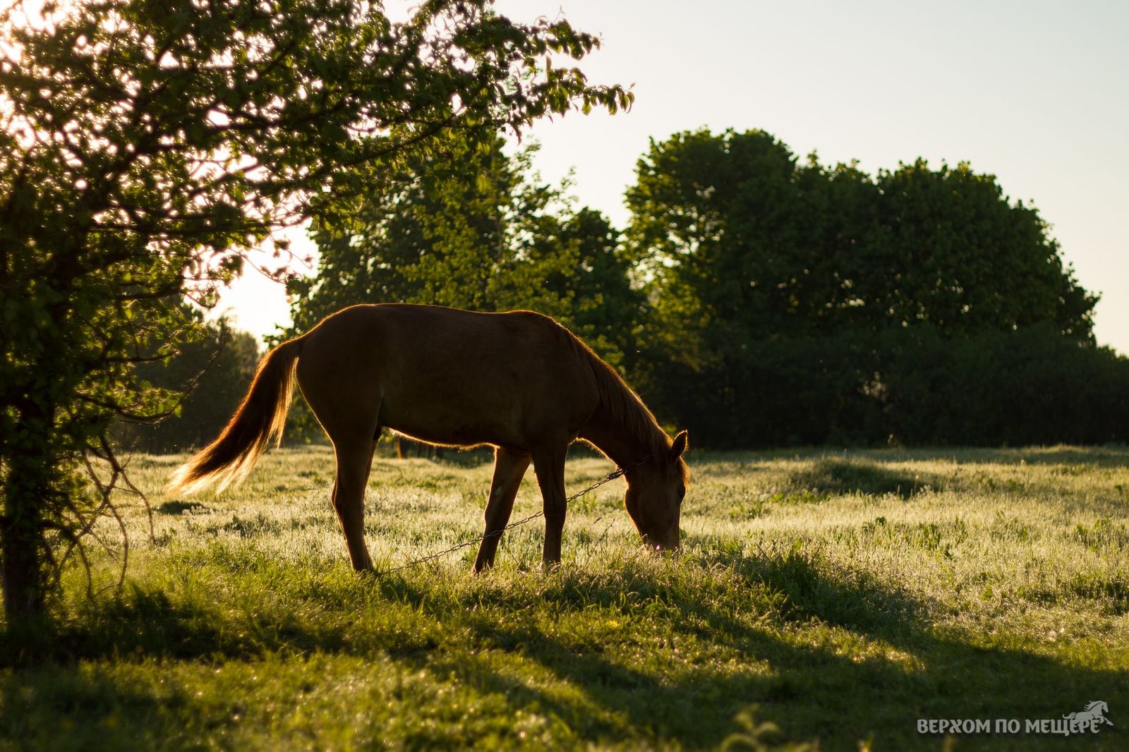 Riding along the Meshchera. Post two - introductory - My, Horses, Stable, Meshchera, Ryazan, Orekhovo, Longpost