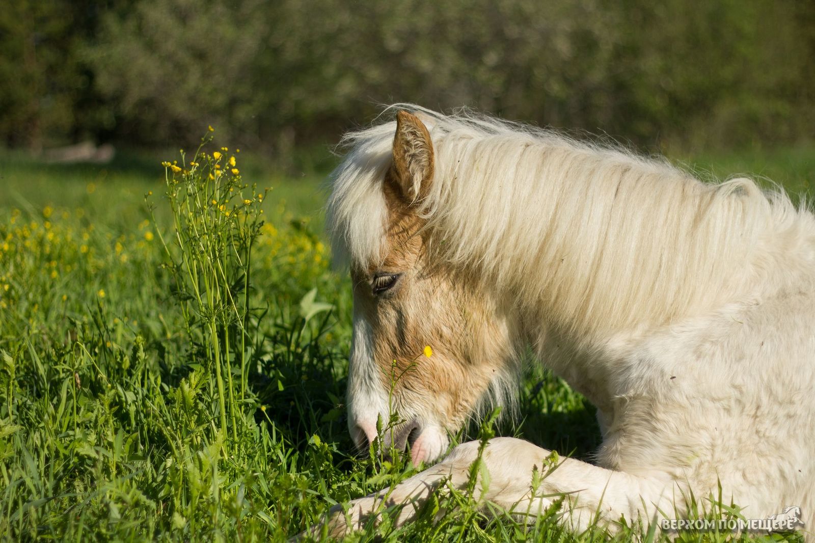 Riding along the Meshchera. Post two - introductory - My, Horses, Stable, Meshchera, Ryazan, Orekhovo, Longpost