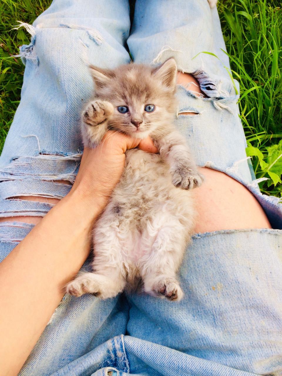 Спасенные из под машин котята ищут дом.Отрываю от сердца. - Моё, Кот, Помощь, В добрые руки, Санкт-Петербург, Без рейтинга, Длиннопост, Помощь животным