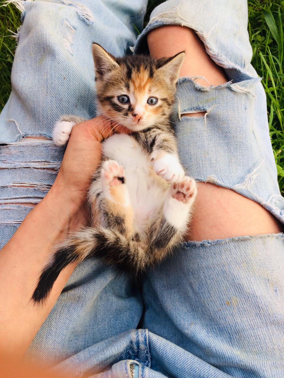 Спасенные из под машин котята ищут дом.Отрываю от сердца. - Моё, Кот, Помощь, В добрые руки, Санкт-Петербург, Без рейтинга, Длиннопост, Помощь животным