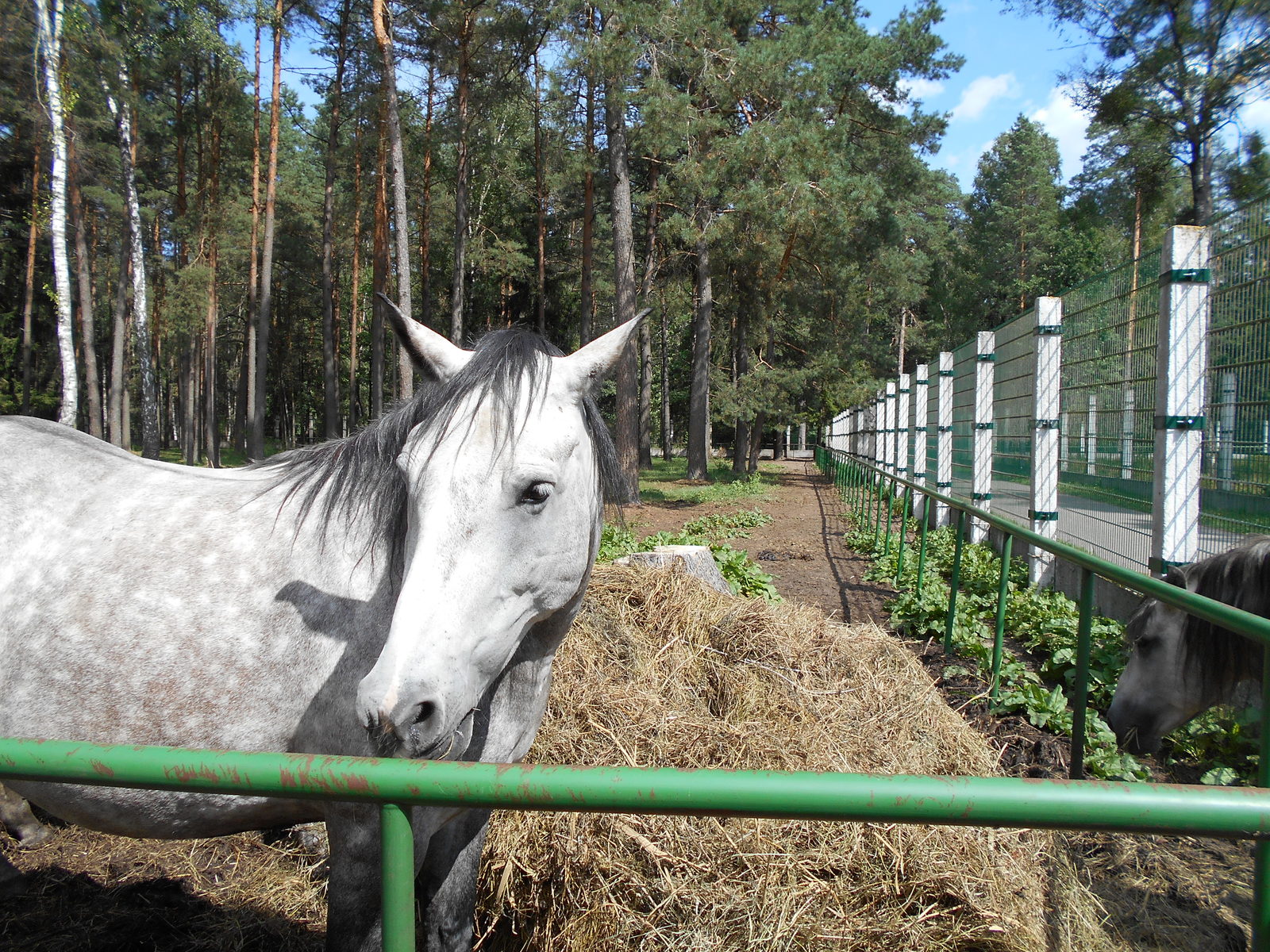 Rest in Belarus by car. Part 3 Belovezhskaya Pushcha - My, Republic of Belarus, Travels, Belovezhskaya Pushcha, Animals, Brest, Road trip, Vacation, Longpost, Yandex Zen