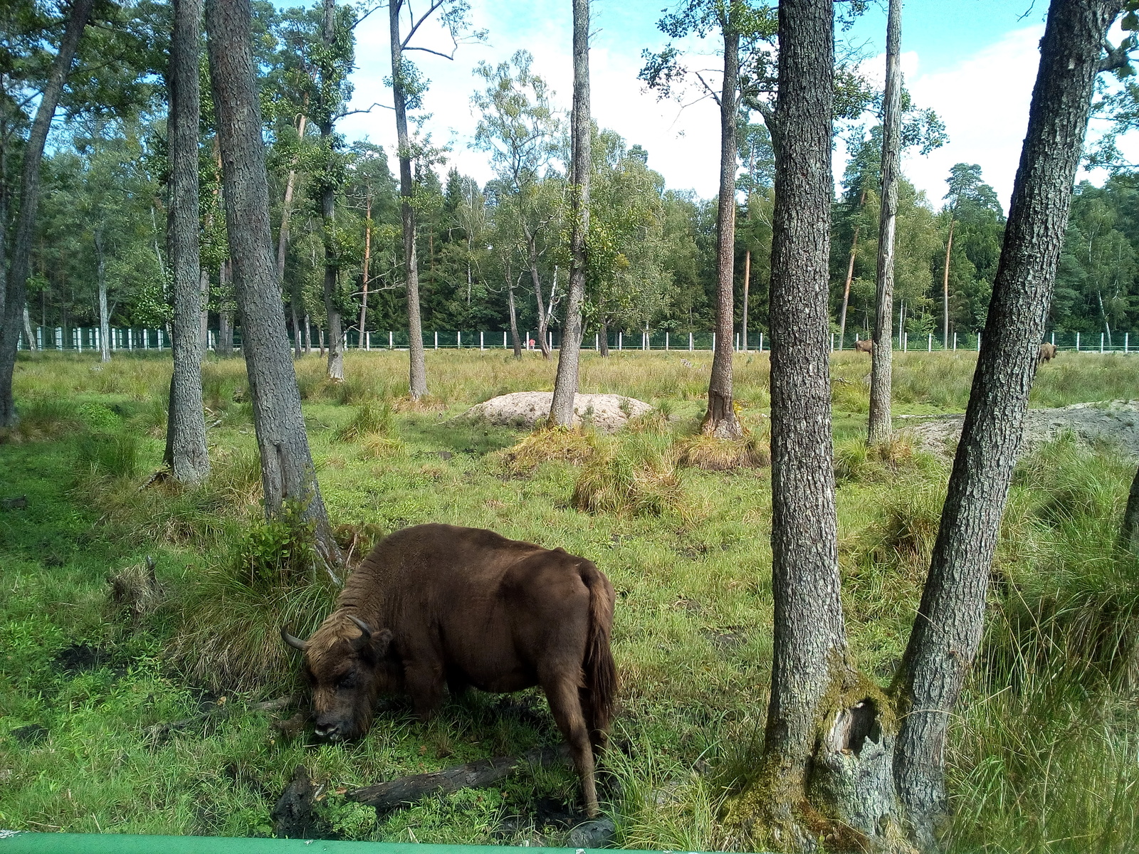 Rest in Belarus by car. Part 3 Belovezhskaya Pushcha - My, Republic of Belarus, Travels, Belovezhskaya Pushcha, Animals, Brest, Road trip, Vacation, Longpost, Yandex Zen