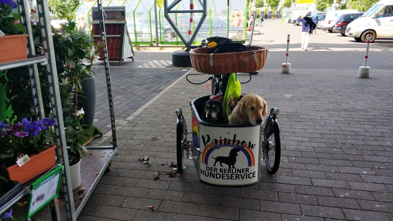 Dogs in a cart - My, Dog, Milota, Cart, A bike, Berlin, Golden retriever