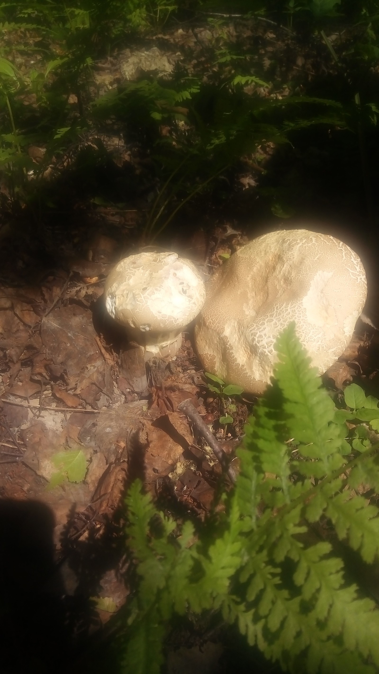 Gribalka - My, Mushroom pickers, Mushrooms, Longpost