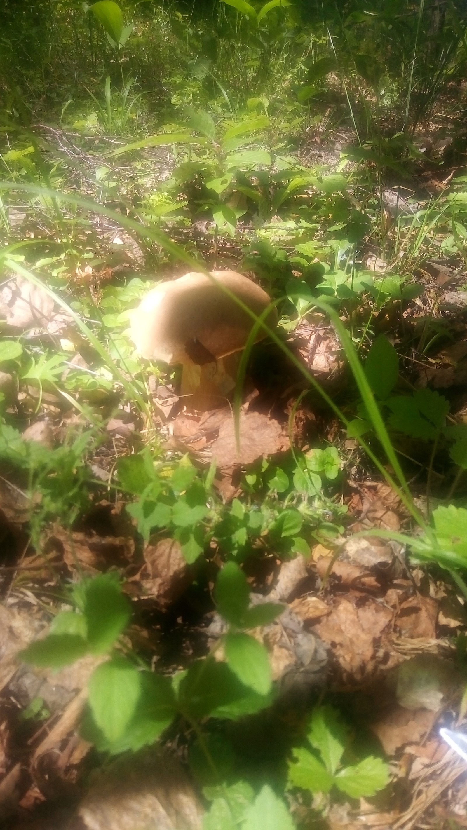 Gribalka - My, Mushroom pickers, Mushrooms, Longpost