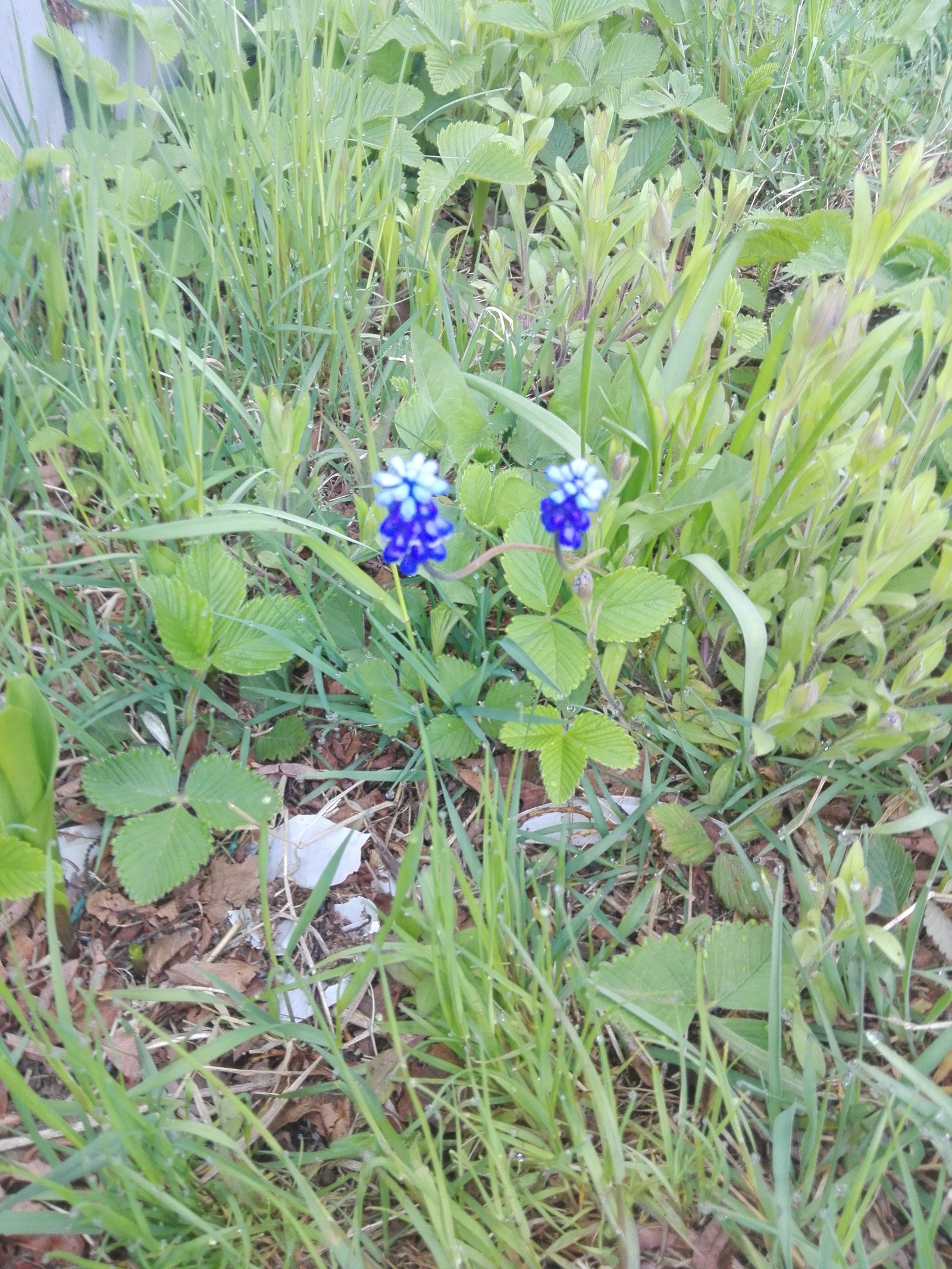 Flowers of Kamchatka - My, Kamchatka, Vilyuchinsk, Flowers, wildlife, Longpost